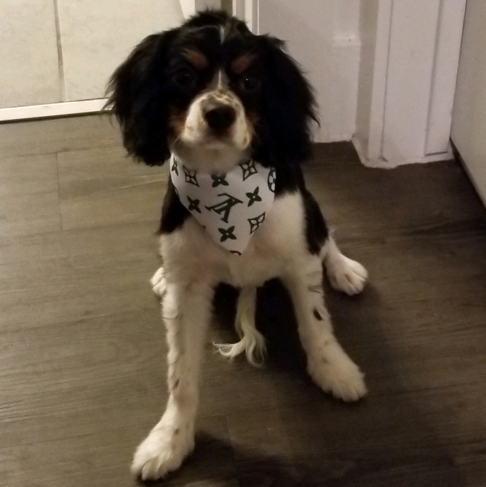 Meet your Posher, Klassie